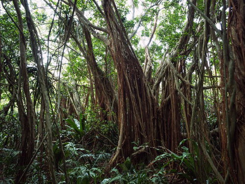 巨大ガジュマルが織りなす自然の芸術と陸軍野戦病院壕