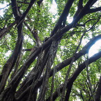 ガジュマルの巨木が支配する緑豊かな自然の写真