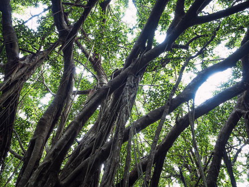 ガジュマルの巨木が支配する緑豊かな自然