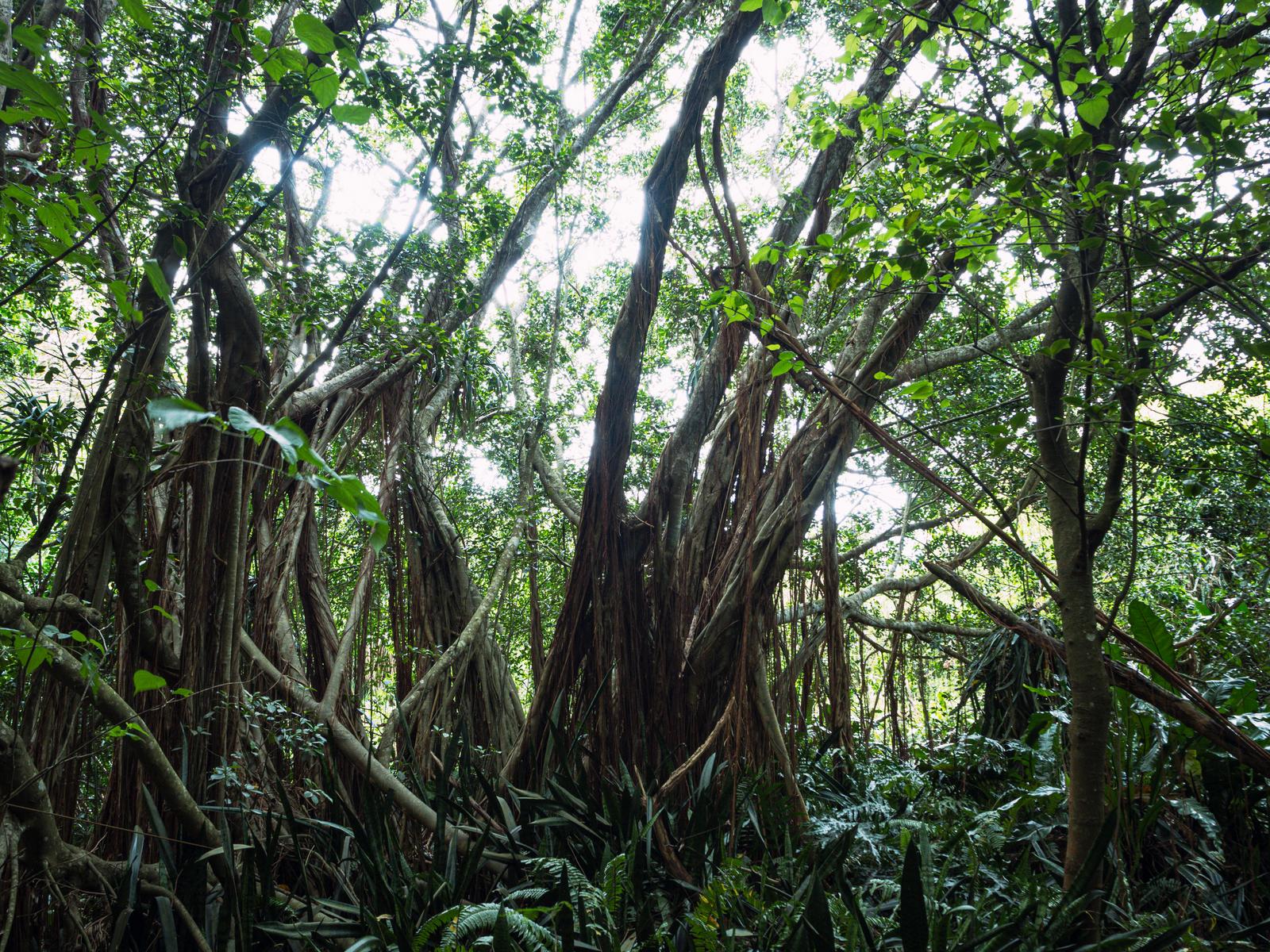 A giant banyan tree with drooping aerial roots creating a green tunnel on Sulfur Island
