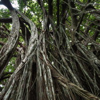 空を覆うガジュマルの巨木とその複雑に絡み合う根の写真