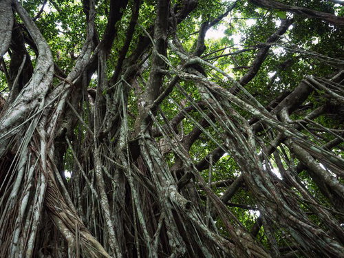 光を遮るガジュマルの巨木が作り出す薄暗い空間