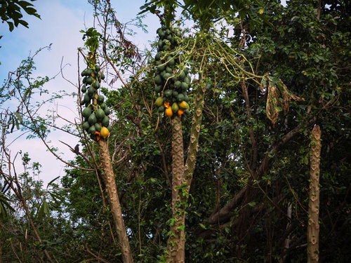 自生するパパイヤの木立ち
