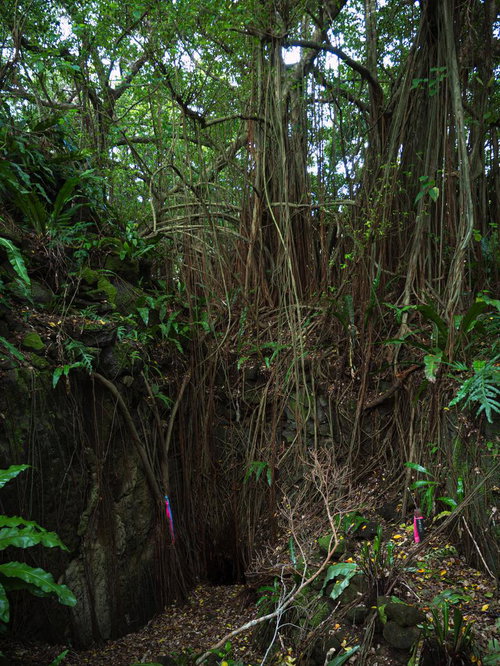 赤いテープが示す鬱蒼とした森に潜む設営隊壕跡
