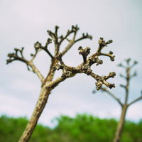 枯死したリュウゼツランの花茎の先端の写真