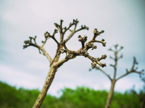 枯死したリュウゼツランの花茎の先端
