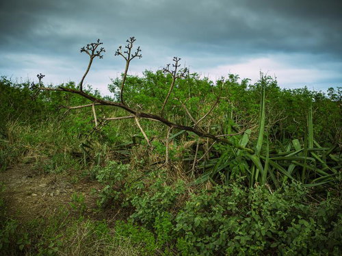 鬱蒼とした草むらで枯死するリュウゼツラン