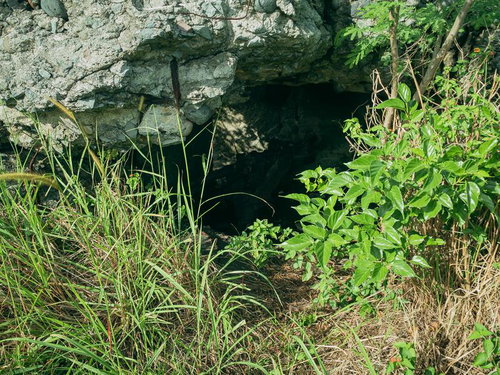 草木に覆われた戦時遺構の入口