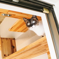 木製キャットウォークから覗き込む白黒猫の写真