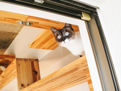 木製キャットウォークから覗き込む白黒猫