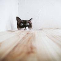 恐る恐る下を覗き見るキャット、フローリングの床から緊張した表情を浮かべる瞬間の写真