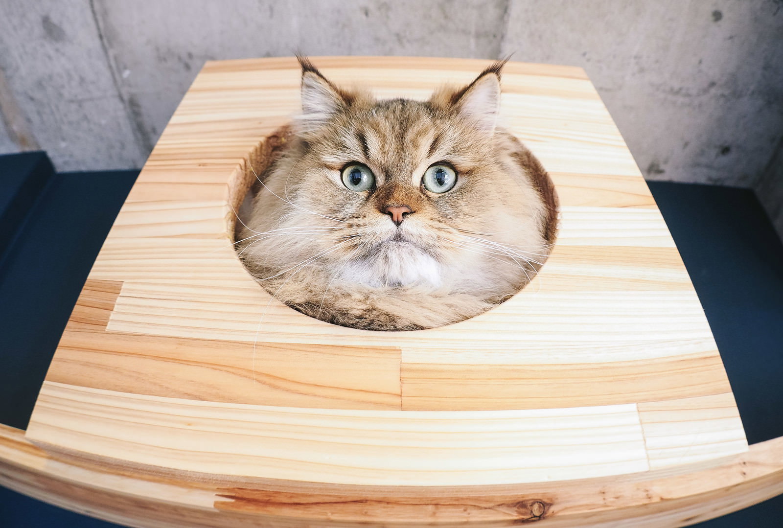 木製ボックスの穴から顔を出し、青い瞳で驚いた表情のペルシャ猫