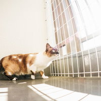 ベランダから猫が逃げないようにする脱走防止柵の前で立つ猫の写真