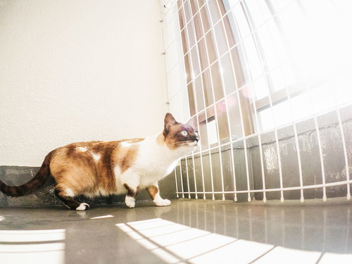 ベランダから猫が逃げないようにする脱走防止柵の前で立つ猫