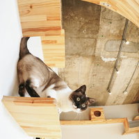 キャットステップの上から食事の準備を見守るにゃんこの写真