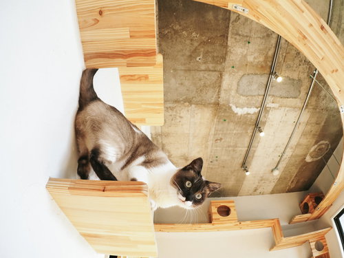 キャットステップの上から食事の準備を見守るにゃんこ