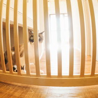 脱走防止扉の前でおびえる猫の警戒的な表情と防御姿勢の写真