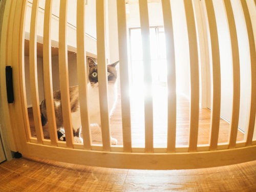 脱走防止扉の前でおびえる猫の警戒的な表情と防御姿勢