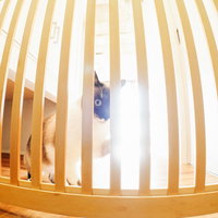 玄関前のペット脱走防止柵から顔をのぞかせる猫の写真
