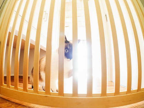 玄関前のペット脱走防止柵から顔をのぞかせる猫