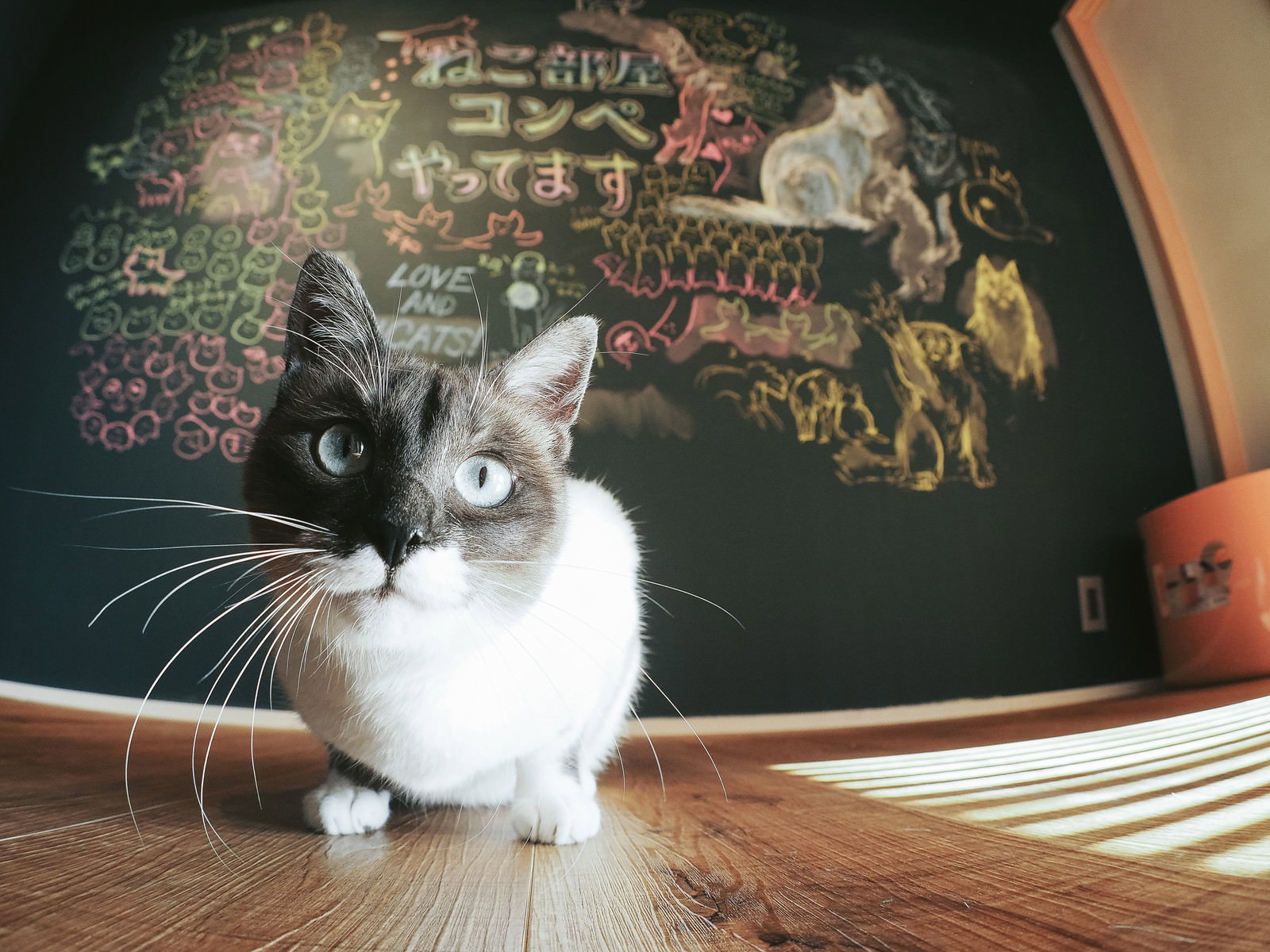 黒板の前に座る白黒バイカラーの子猫［モデル：プー］