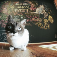 猫好きコンペに出場するかわいい白黒バイカラーの子猫の写真
