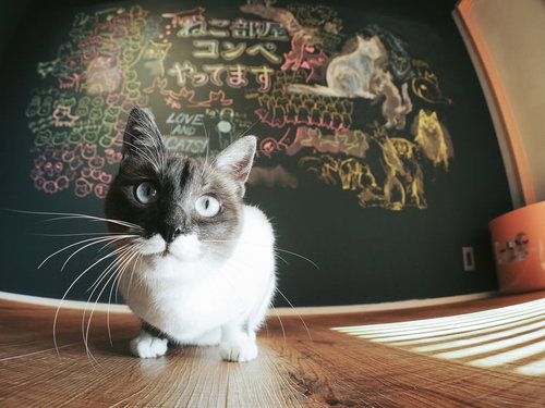 猫好きコンペに出場するかわいい白黒バイカラーの子猫