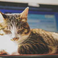 ノートパソコンの上でうたた寝するキジ白猫の写真