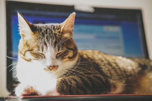 ノートパソコンの上でうたた寝するキジ白猫