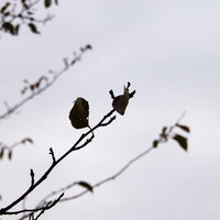 曇り空を背景に枝に残る2枚の枯れ葉の写真