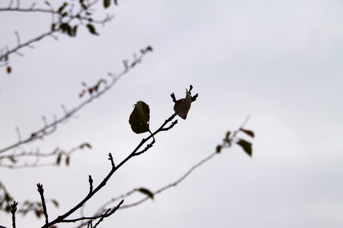 曇り空を背景に枝に残る2枚の枯れ葉