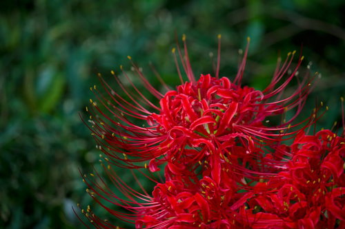 先端に黄色い部分がある日陰に咲く赤い彼岸花