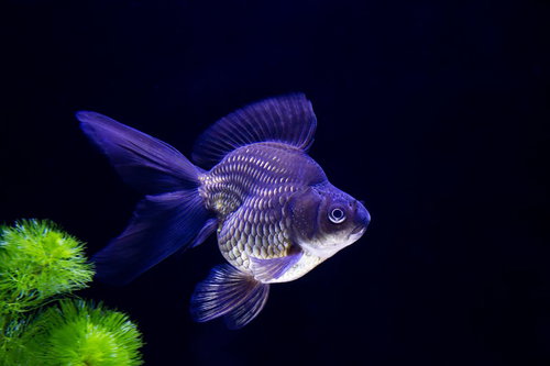 暗い水槽で長いひれを広げて泳ぐ紫色の黒琉金