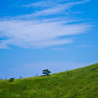 1本の木が立つ緑の草原が広がる大室山の頂上の写真