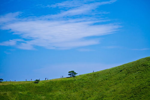 1本の木が立つ緑の草原が広がる大室山の頂上
