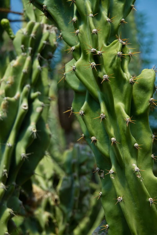 規則的にトゲが並ぶ縦に伸びたトゲトゲサボテン
