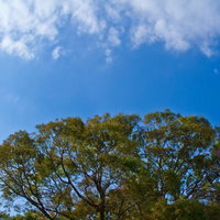 枝が広がる大きな樹木を見上げたよく晴れた青空と白い雲の写真