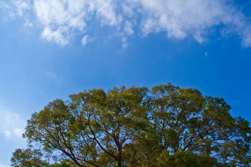 枝が広がる大きな樹木を見上げたよく晴れた青空と白い雲