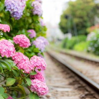 線路脇のレールと枕木の横に咲くピンクと紫の紫陽花の写真