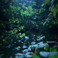 光が届く木々の葉と木漏れ日の写真