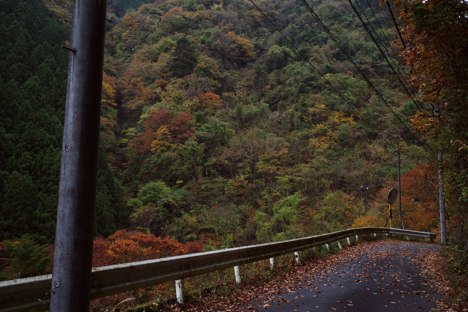紅葉した木々に囲まれた山中の舗装道路、路面に落ち葉が散らばる