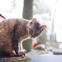 こちらを見つめる野良猫の警戒した表情の写真