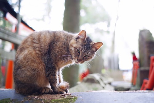 こちらを見つめる野良猫の警戒した表情
