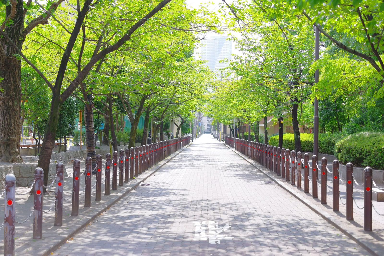 新緑の木々に囲まれた茶色い柵のある遊歩道が奥に向かって伸びている