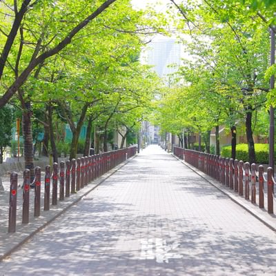 新緑に囲まれた沿道の散歩道を歩む季節の風景の写真