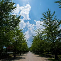 真夏の日差しが差し込むレンガの並木道の写真