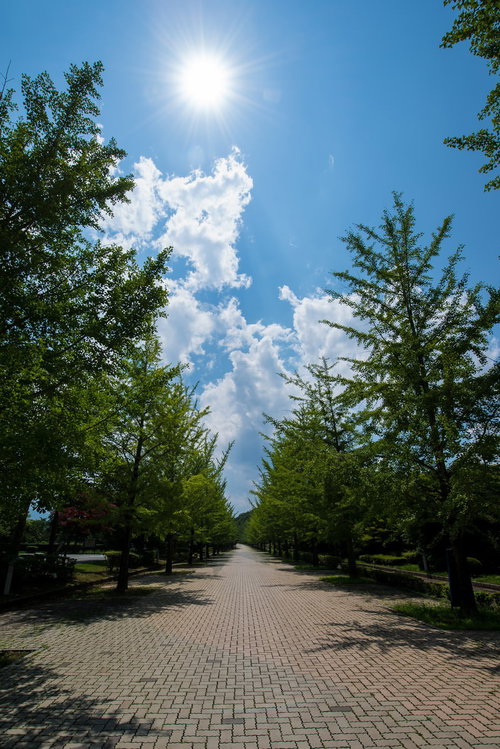 真夏の日差しが差し込むレンガの並木道