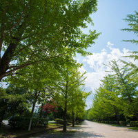 新緑のイチョウ並木道と青空の写真
