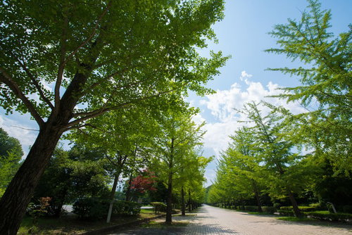 新緑のイチョウ並木道と青空