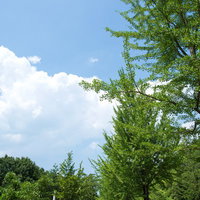 緑の並木が続く真っ直ぐな遊歩道の写真